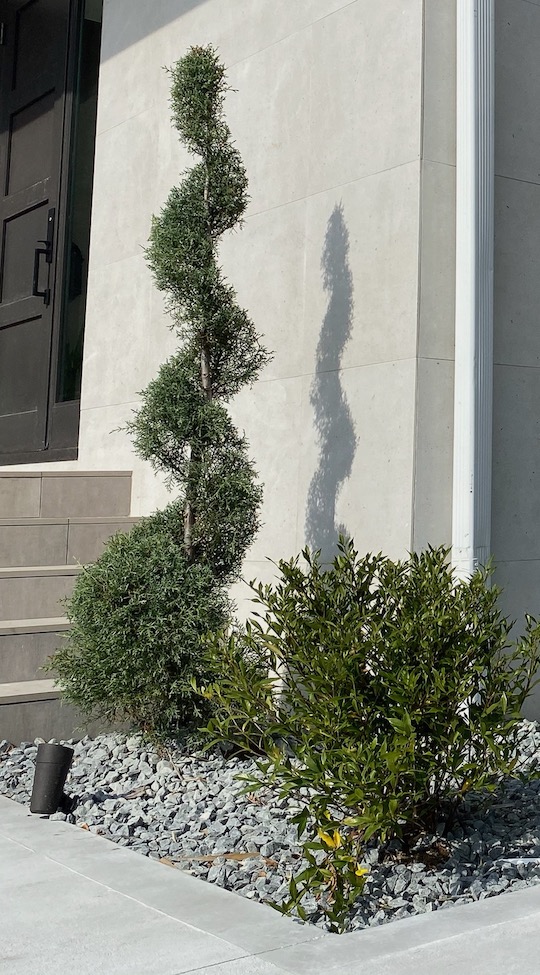 rock-sod-plant-palm