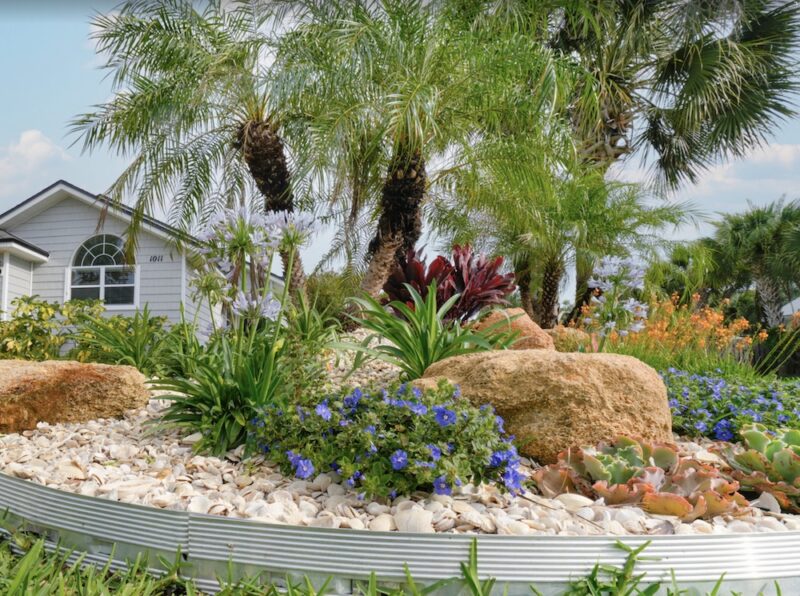 A row of Sylvester palm trees