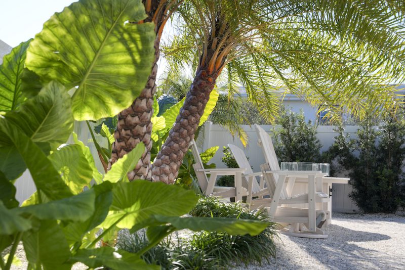 A royal palm tree thrives in Florida's native soil.